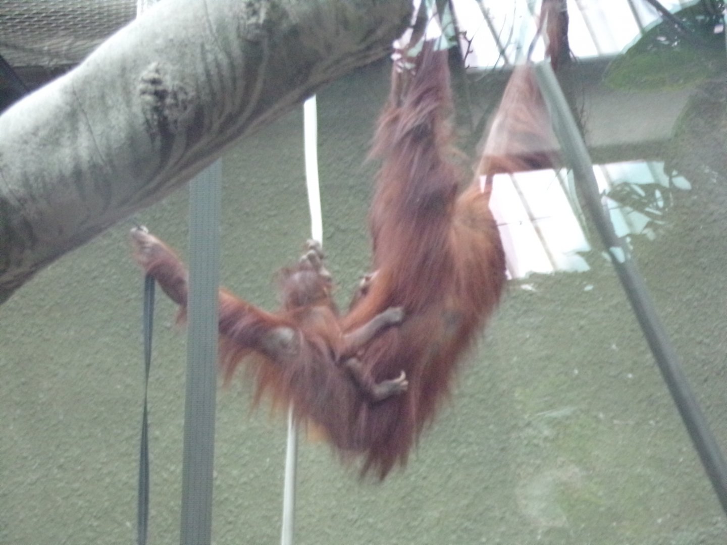 Bornean orangutan with young 29.6.24