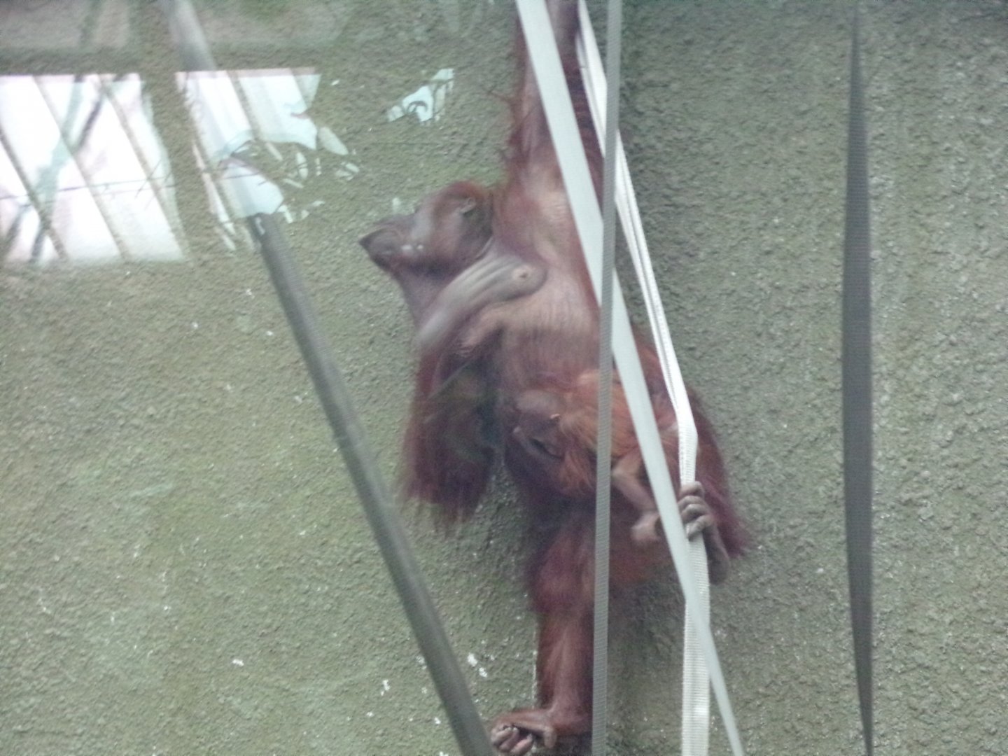 Bornean orangutan with young  29.6.24