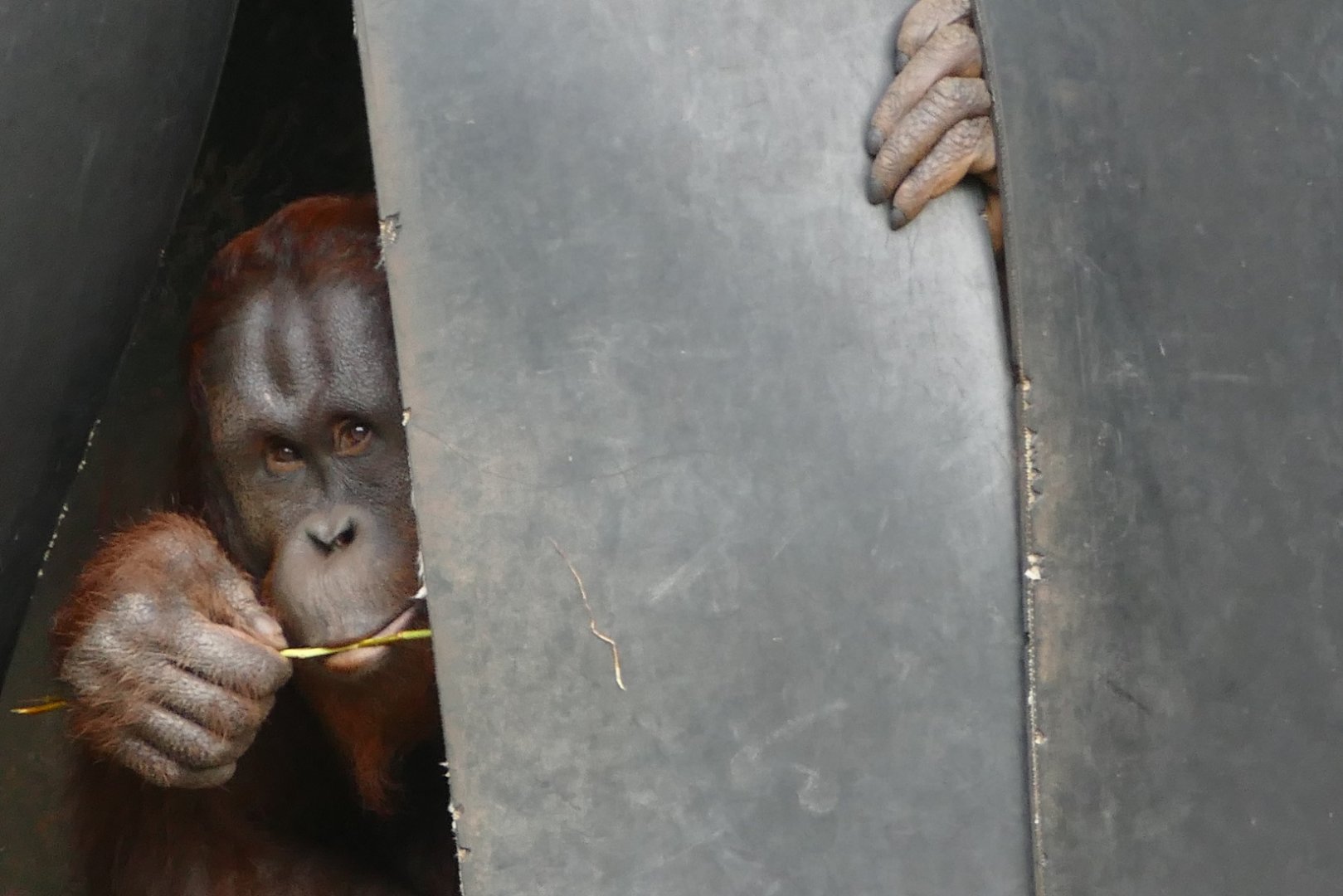 Bornean orangutan, Wousan, September 2019