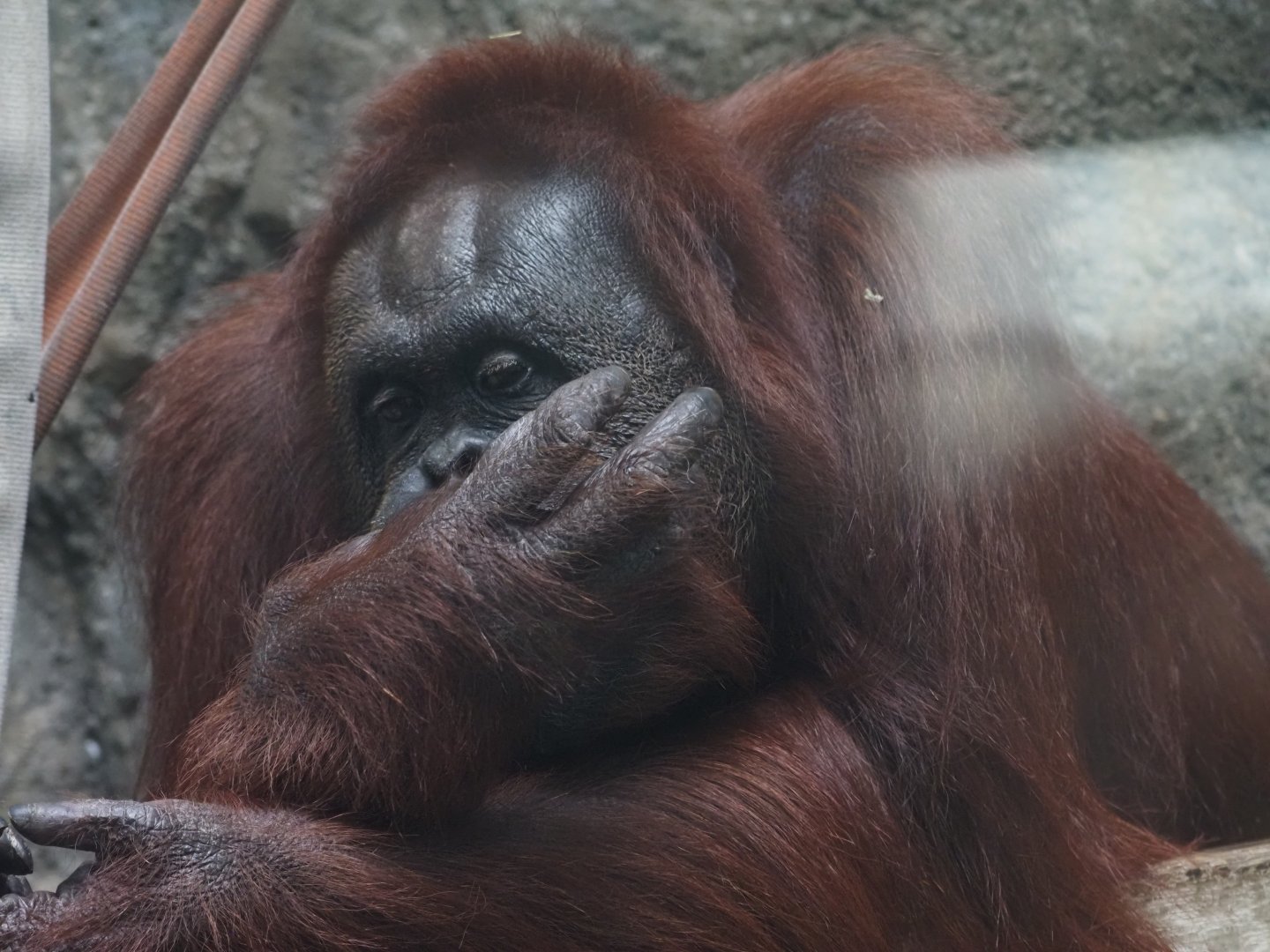 Bornean Orangutan "Yasmin"