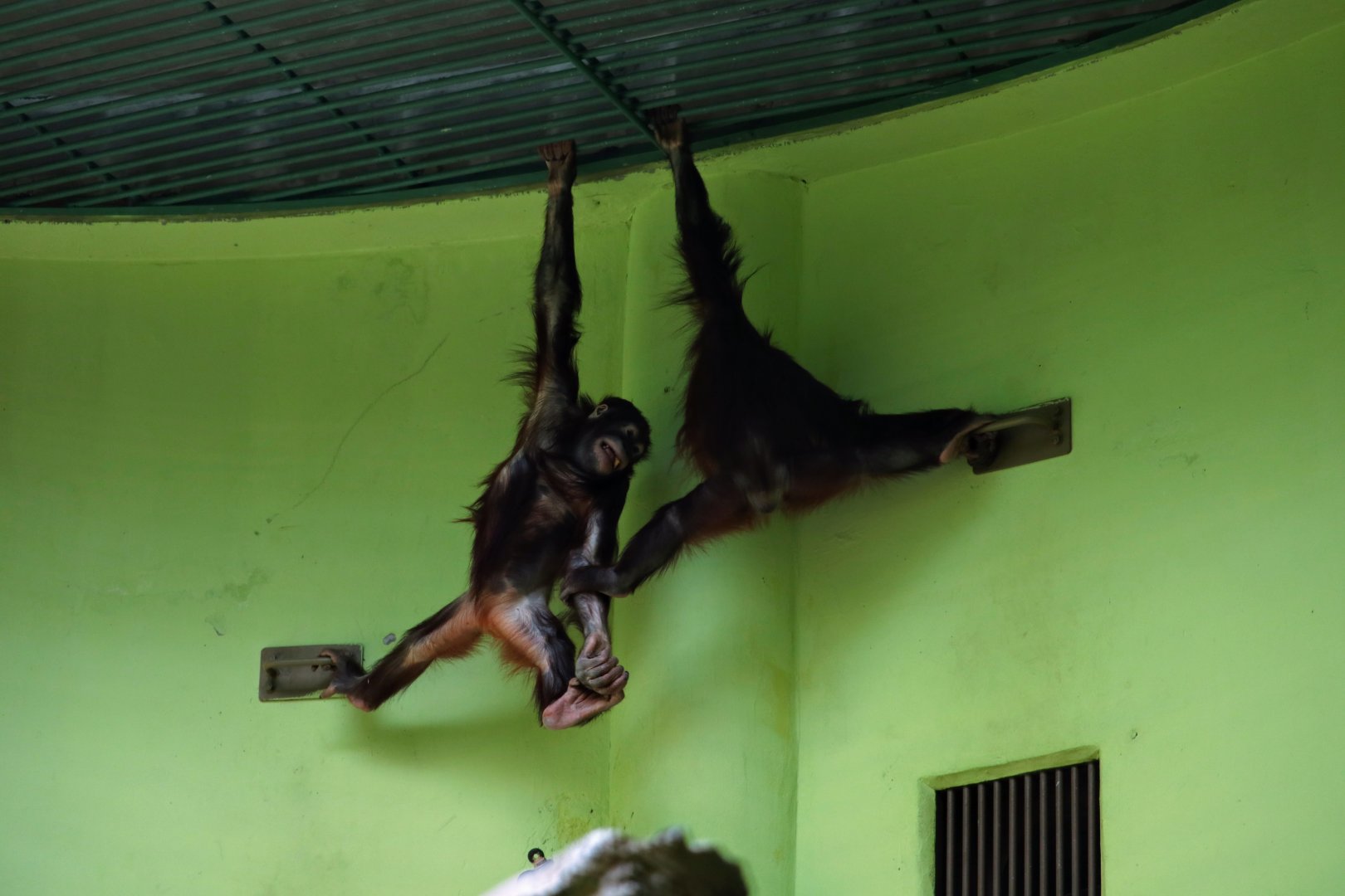 Bornean Orangutan youngs