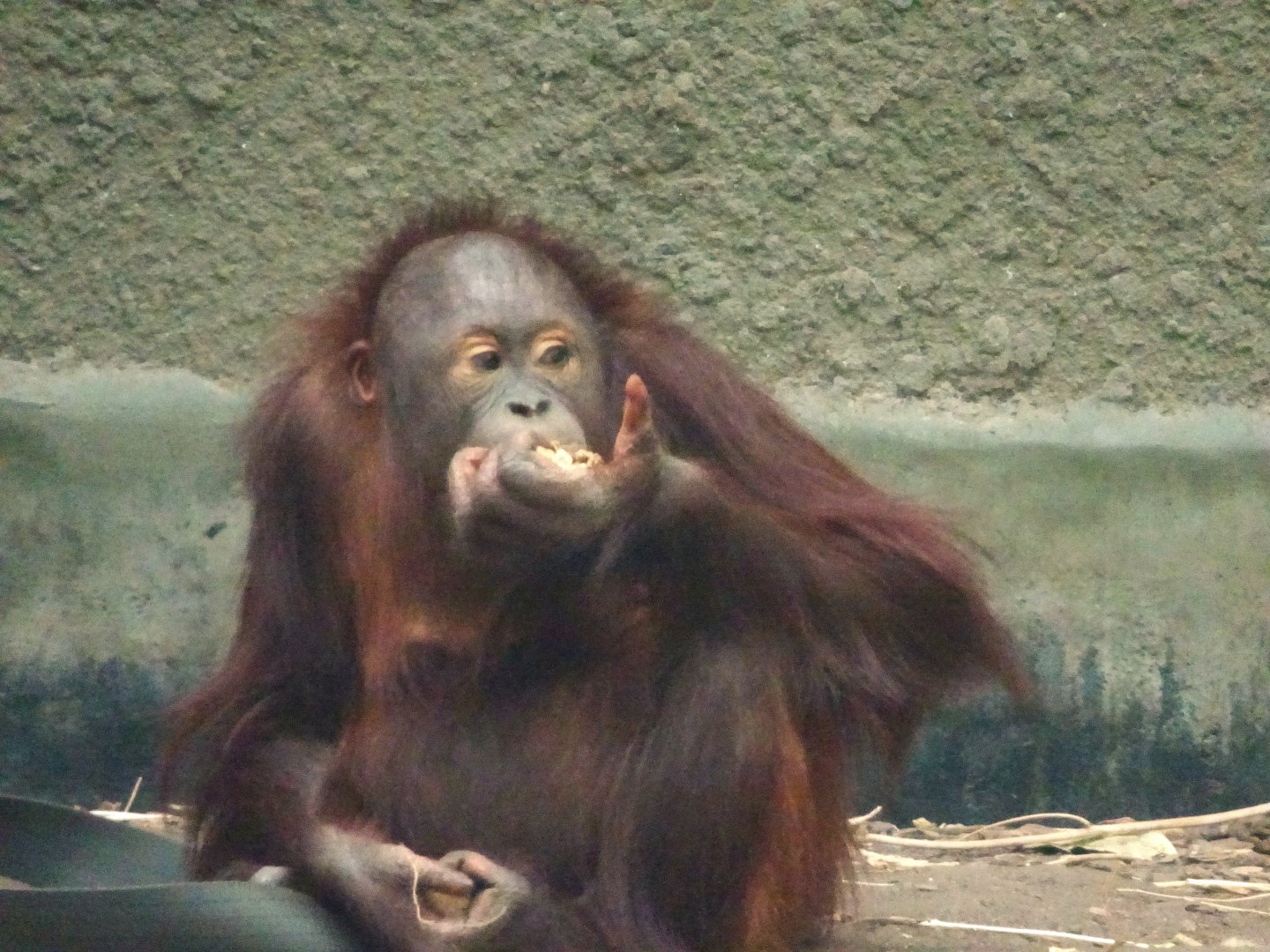 Bornean orangutan youngster 17 August 2025