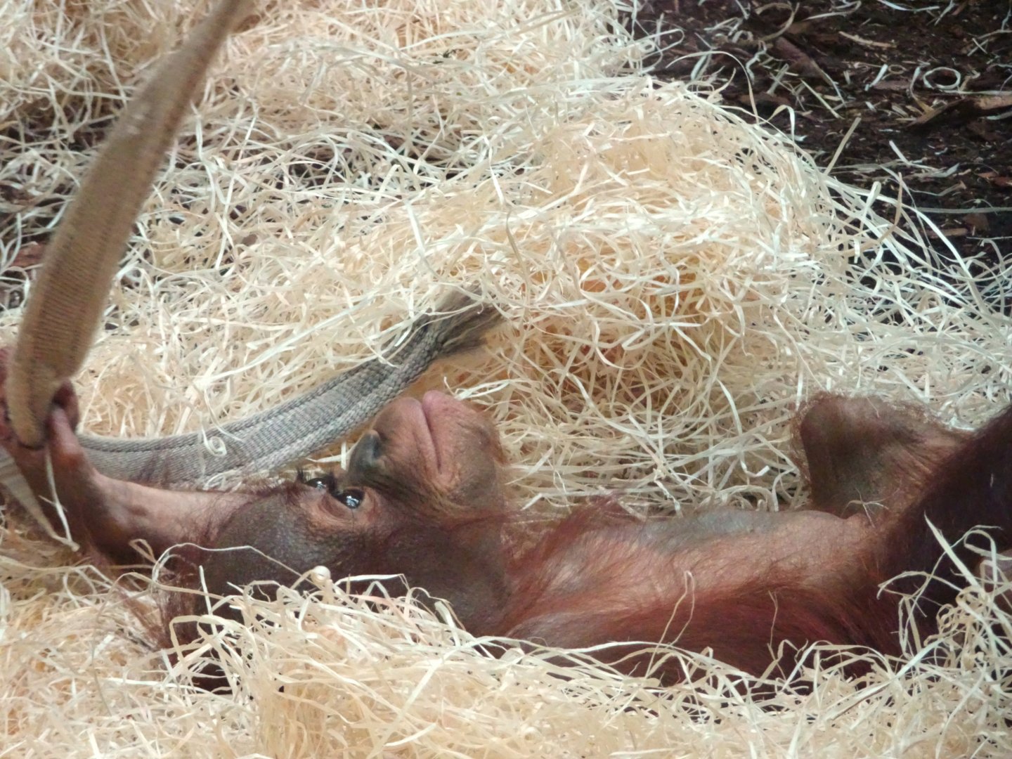 Bornean orangutan youngster Jarang  Blackpool Zoo 13 July 2025