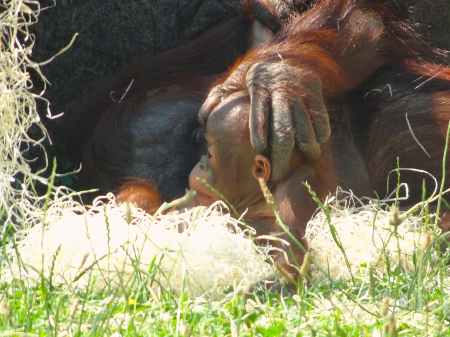 Bornean orangutan youngster Rufus with mum Summer   Blackpool Zoo 13 July 2025