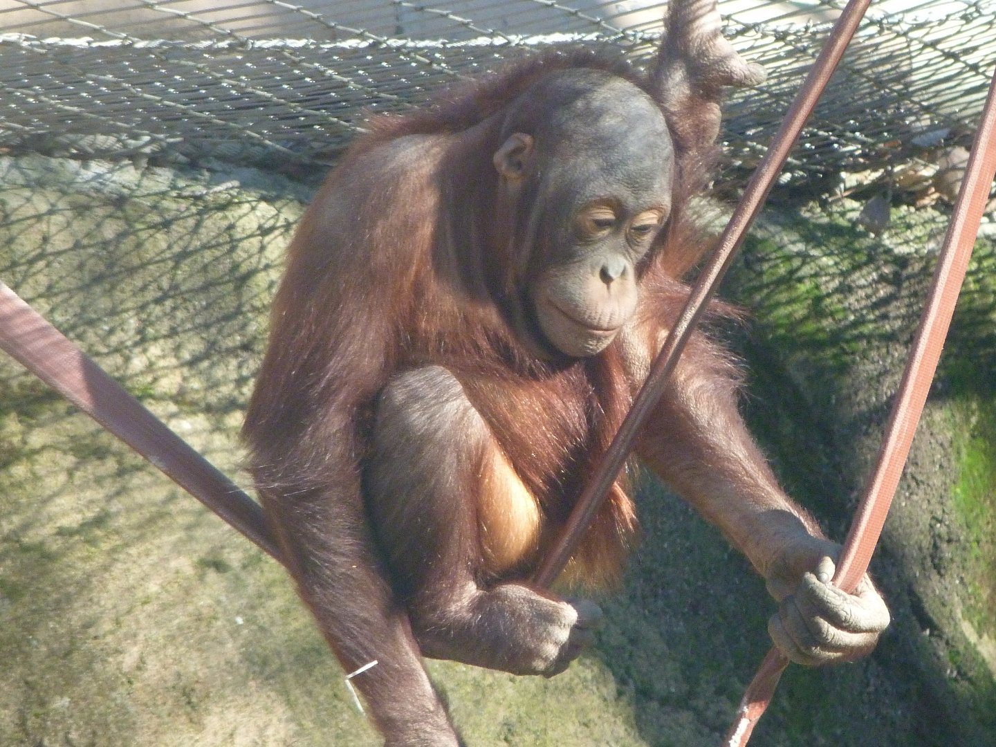 Bornean orangutan -Zoo Aquarium de Madrid (2025)