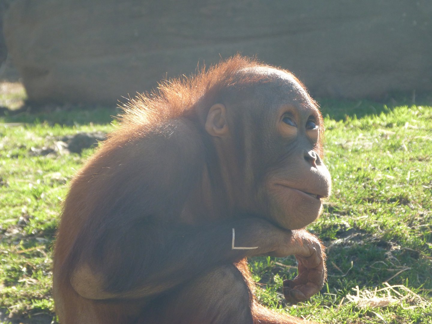 Bornean orangutan -Zoo Aquarium de Madrid (2025)