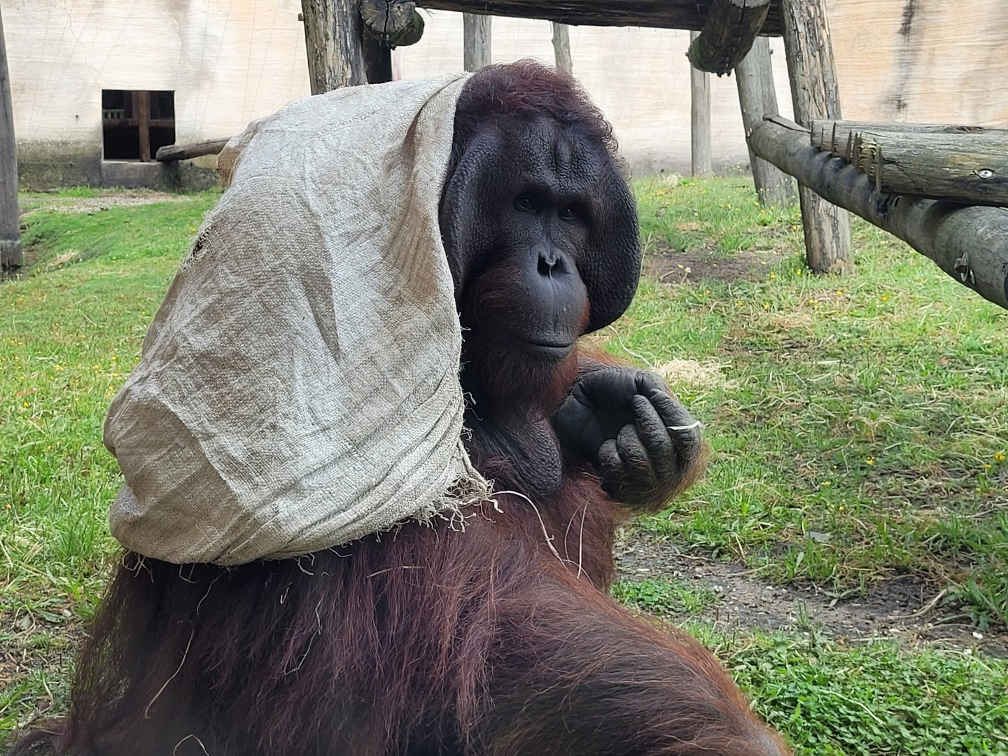 Bornean orangutan -Zoo du bassin d'Arcachon (2024)