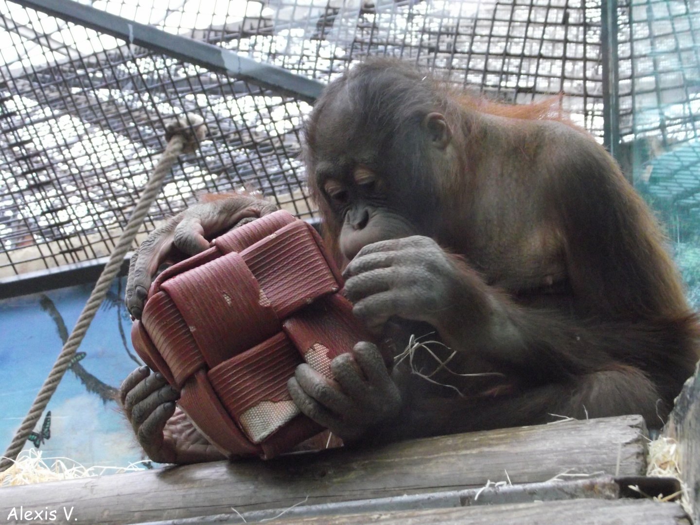 Bornean Orangutan - Zooparc de Beauval - 02/2015