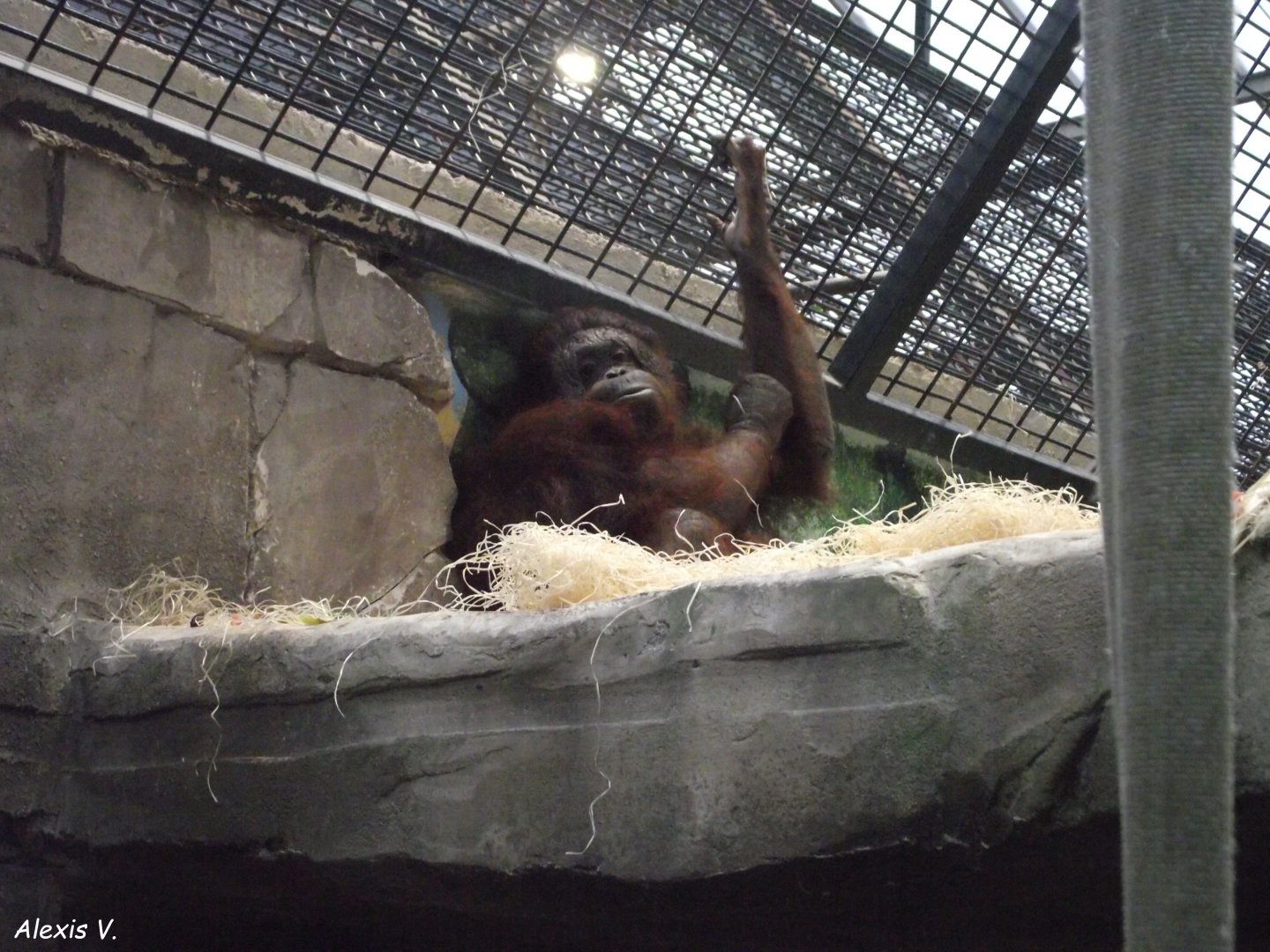 Bornean Orangutan - Zooparc de Beauval - 11/2021