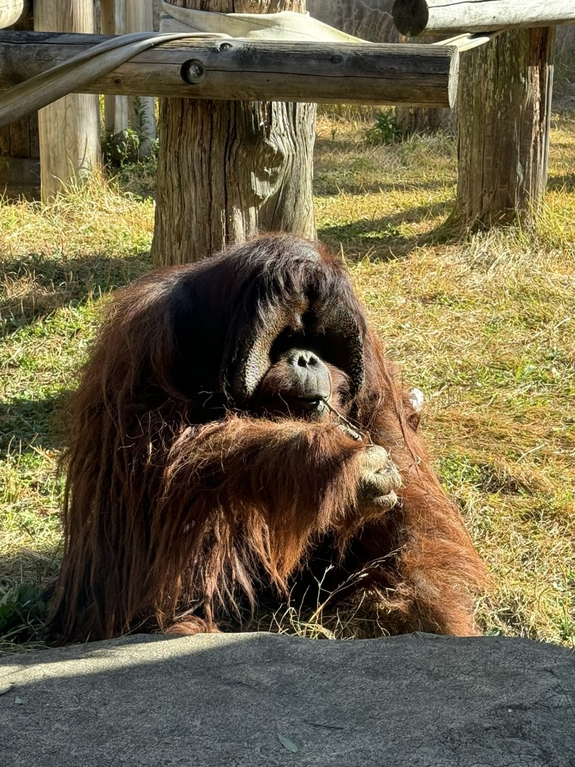 Bornean Orangutan - Zoorasia