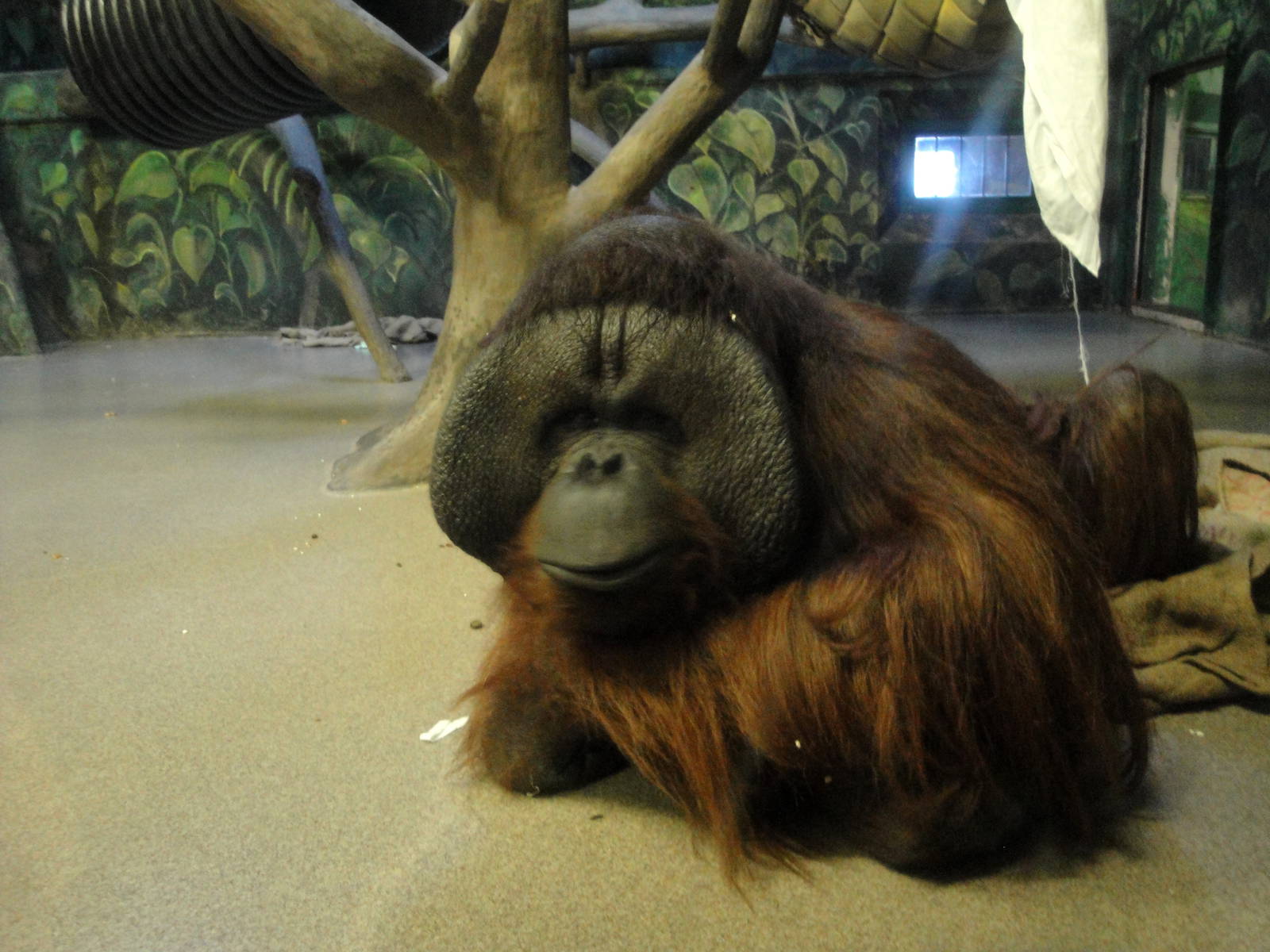 Bornean Orangutan