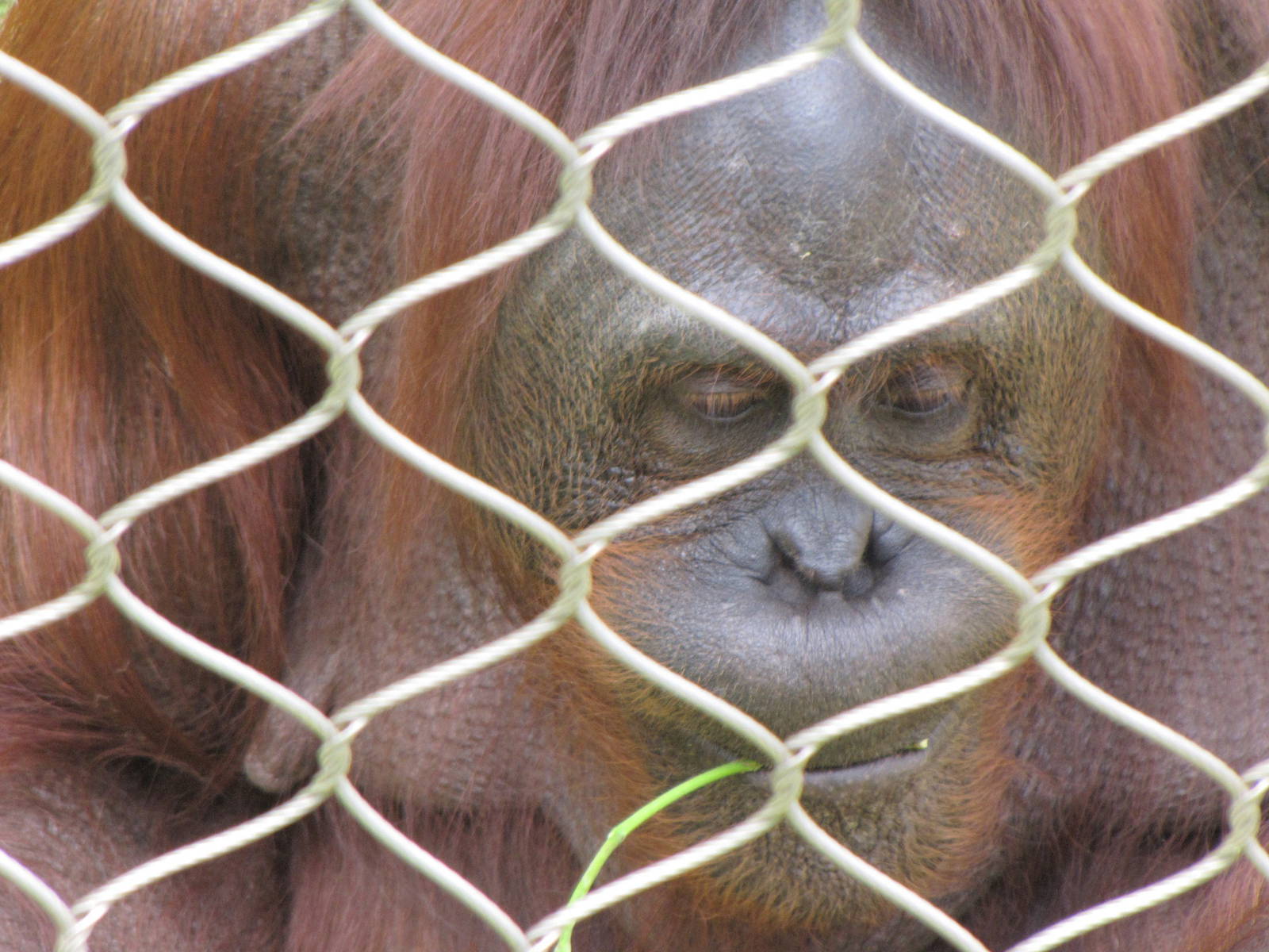 Bornean Orangutan
