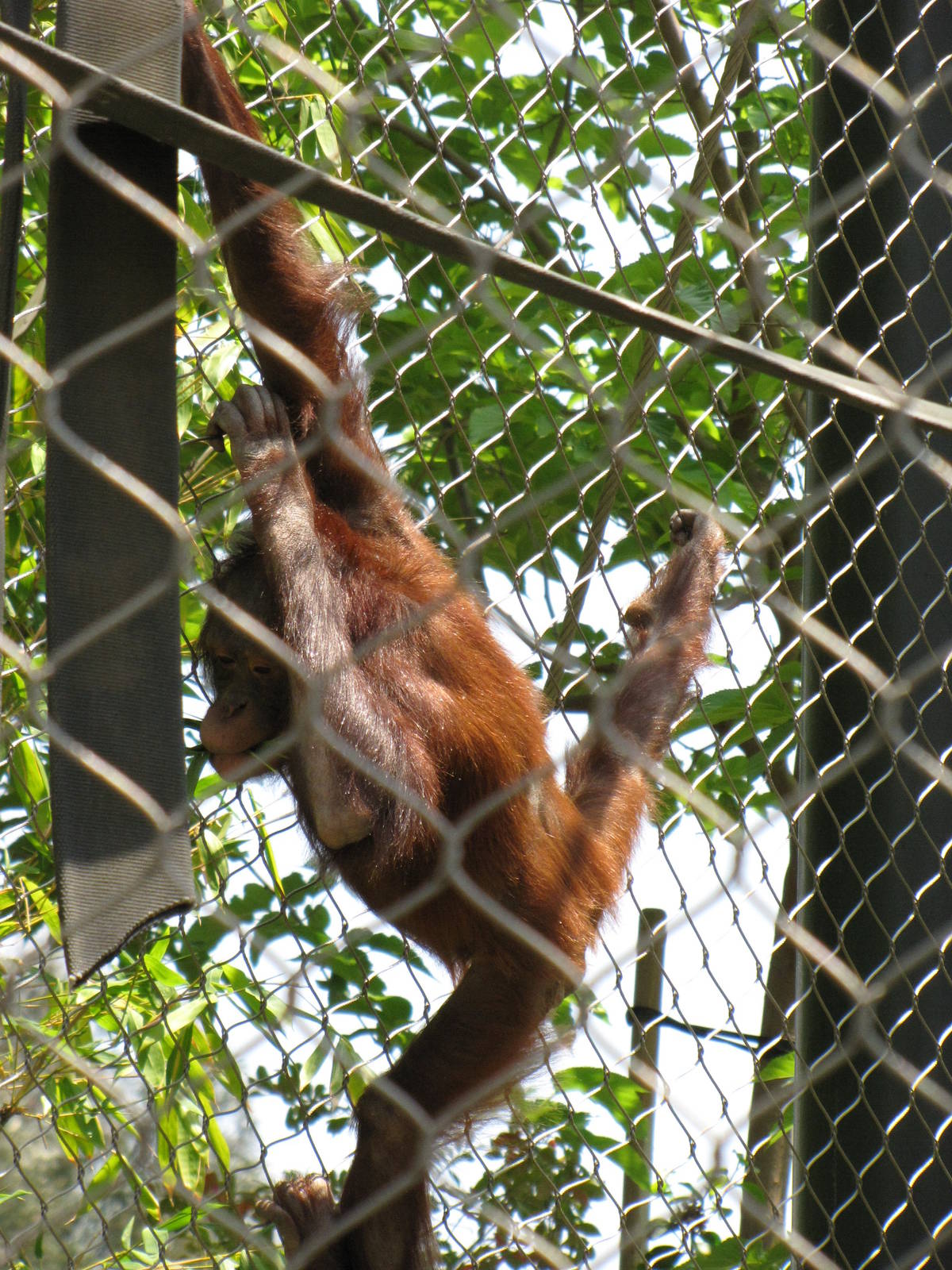 Bornean Orangutan