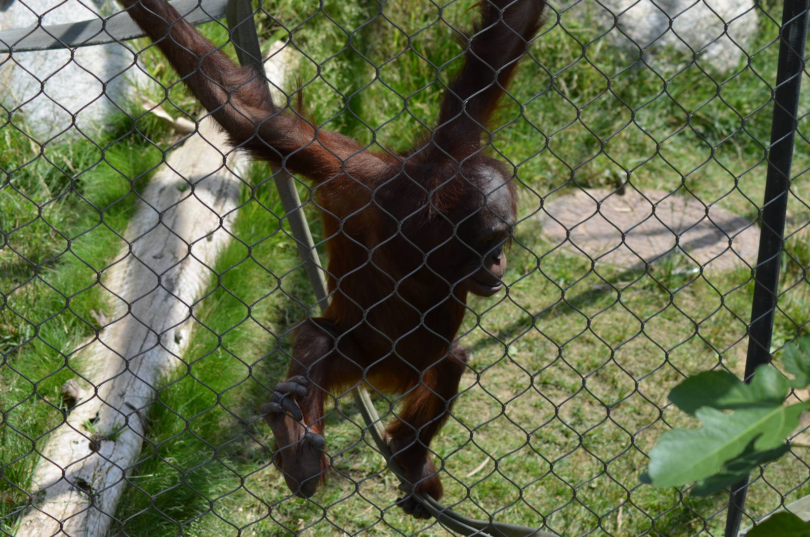 Bornean Orangutan