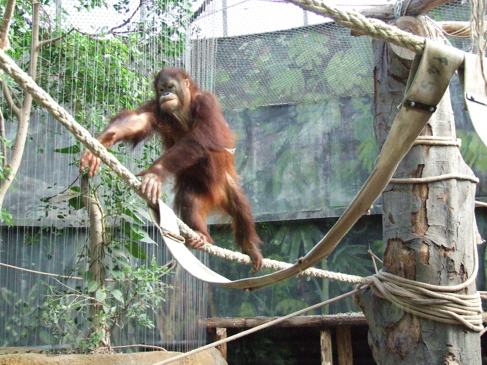 Bornean Orangutan