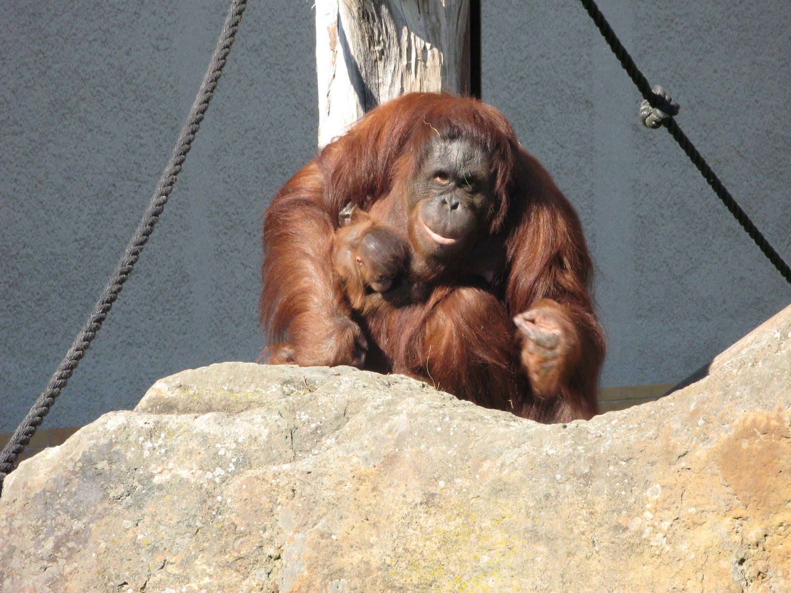Bornean Orangutan