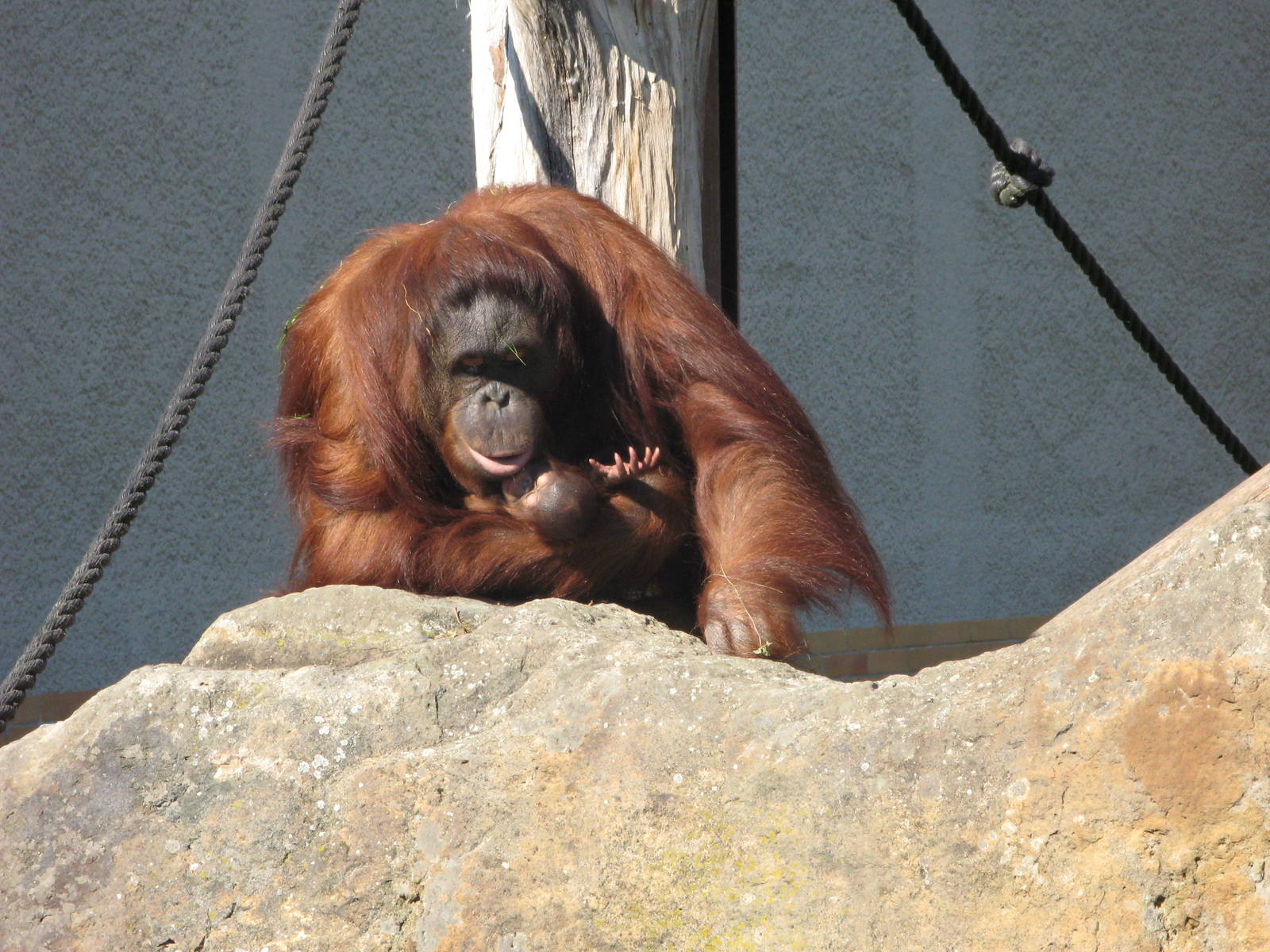 Bornean Orangutan