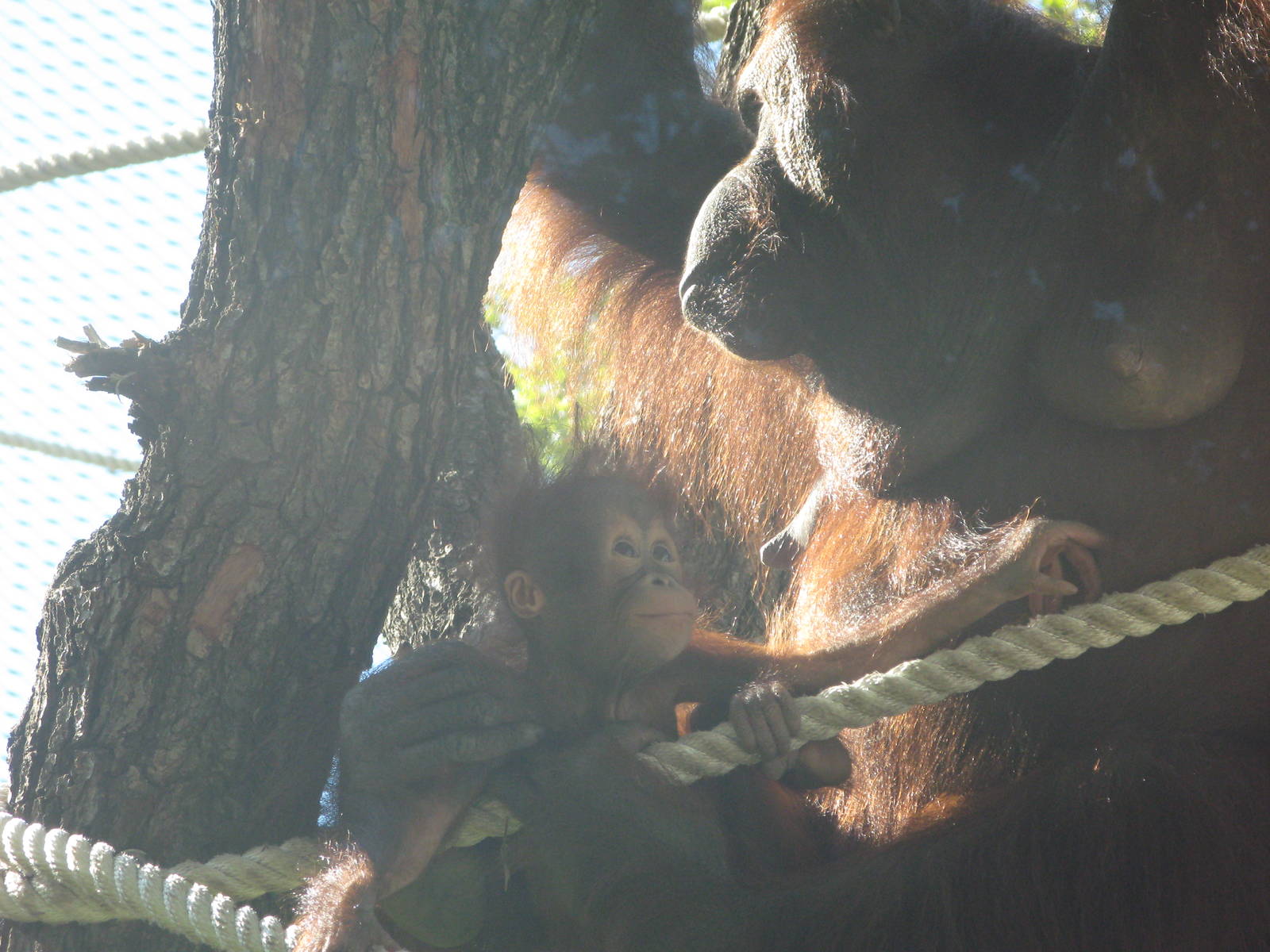 Bornean Orangutan