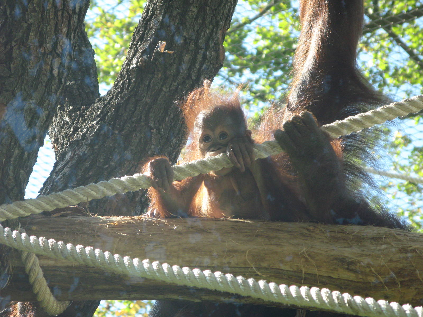 Bornean Orangutan