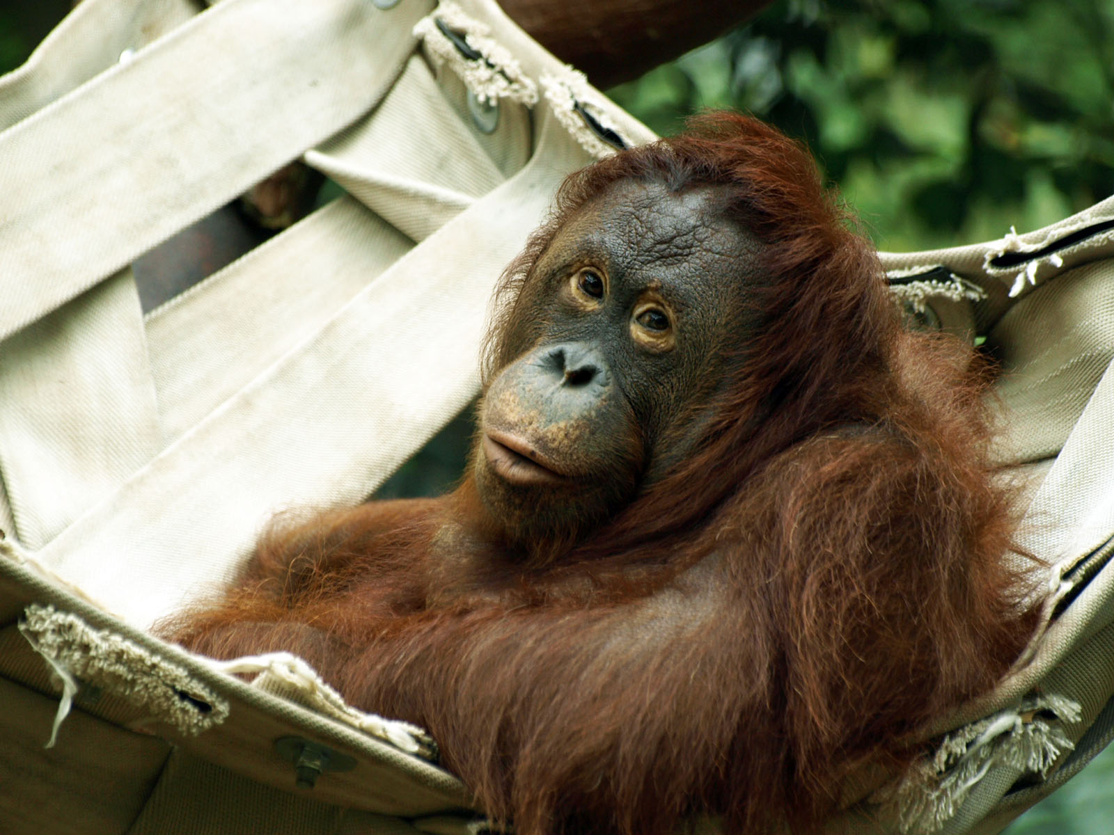 Bornean orangutan