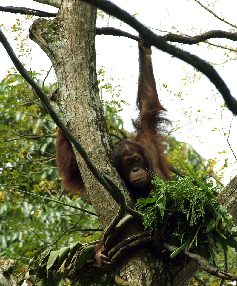 Bornean Orangutan