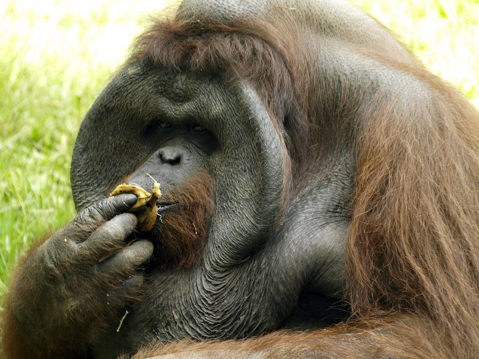 Bornean Orangutan