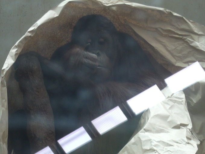 Bornean Orangutan