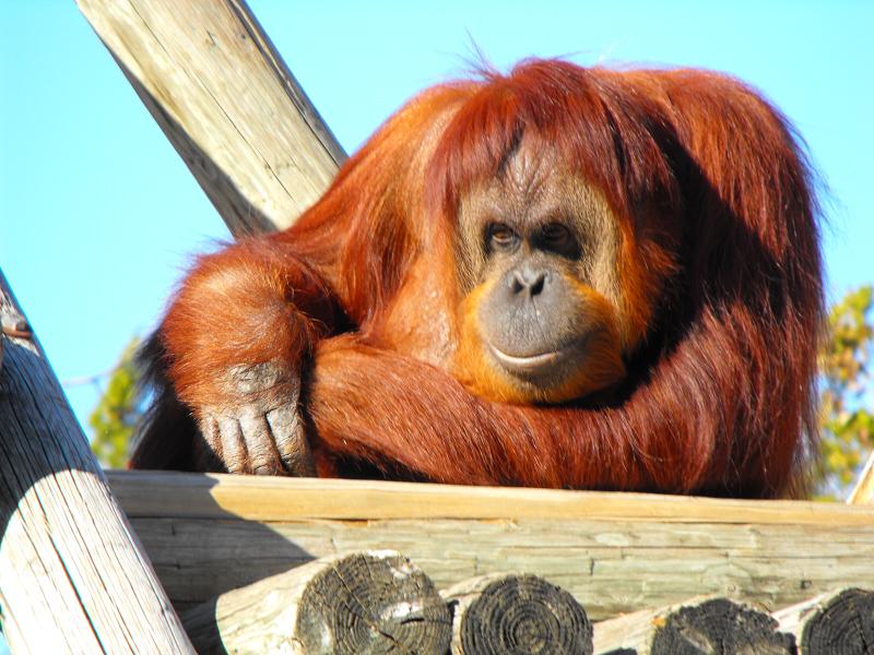 Bornean Orangutan