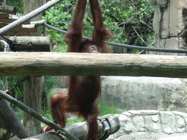 Bornean Orangutan