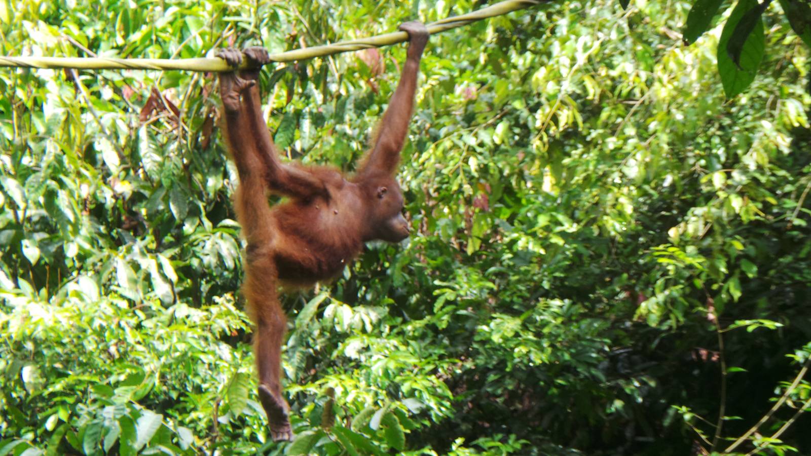 Bornean orangutan