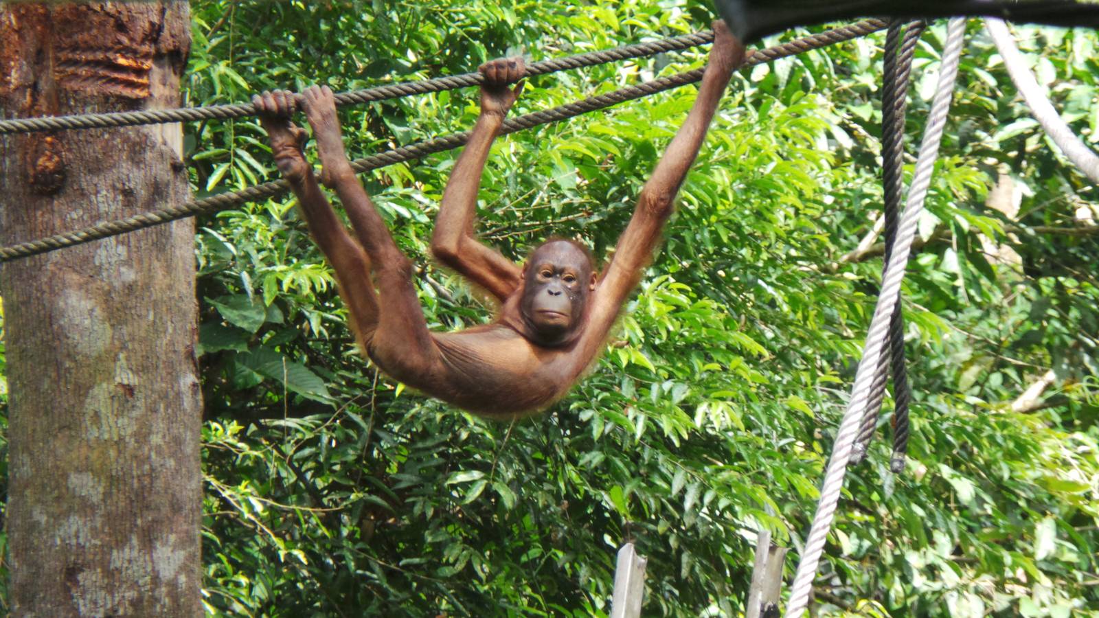 Bornean orangutan