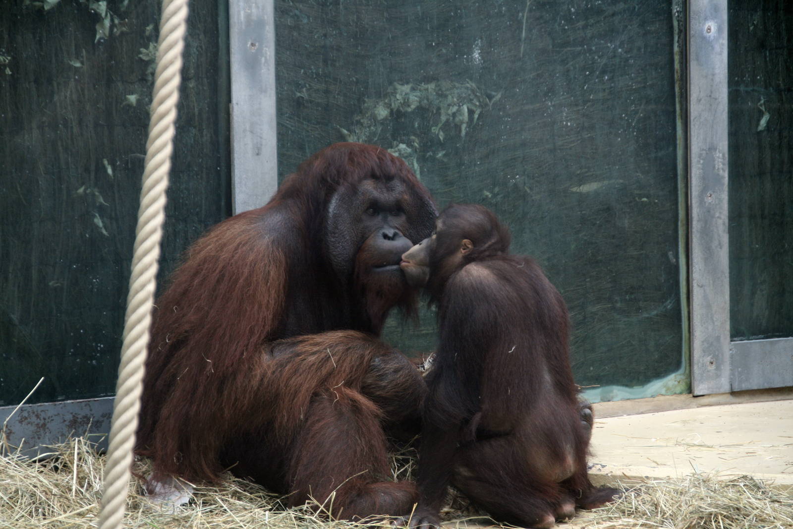 Bornean orangutan