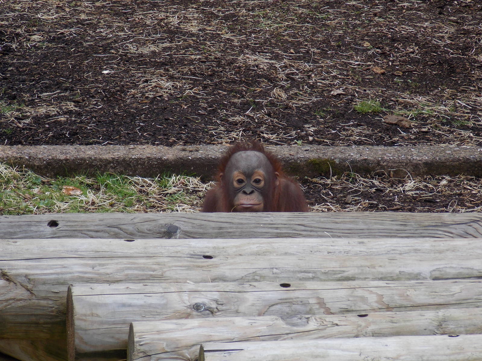 Bornean Orangutan