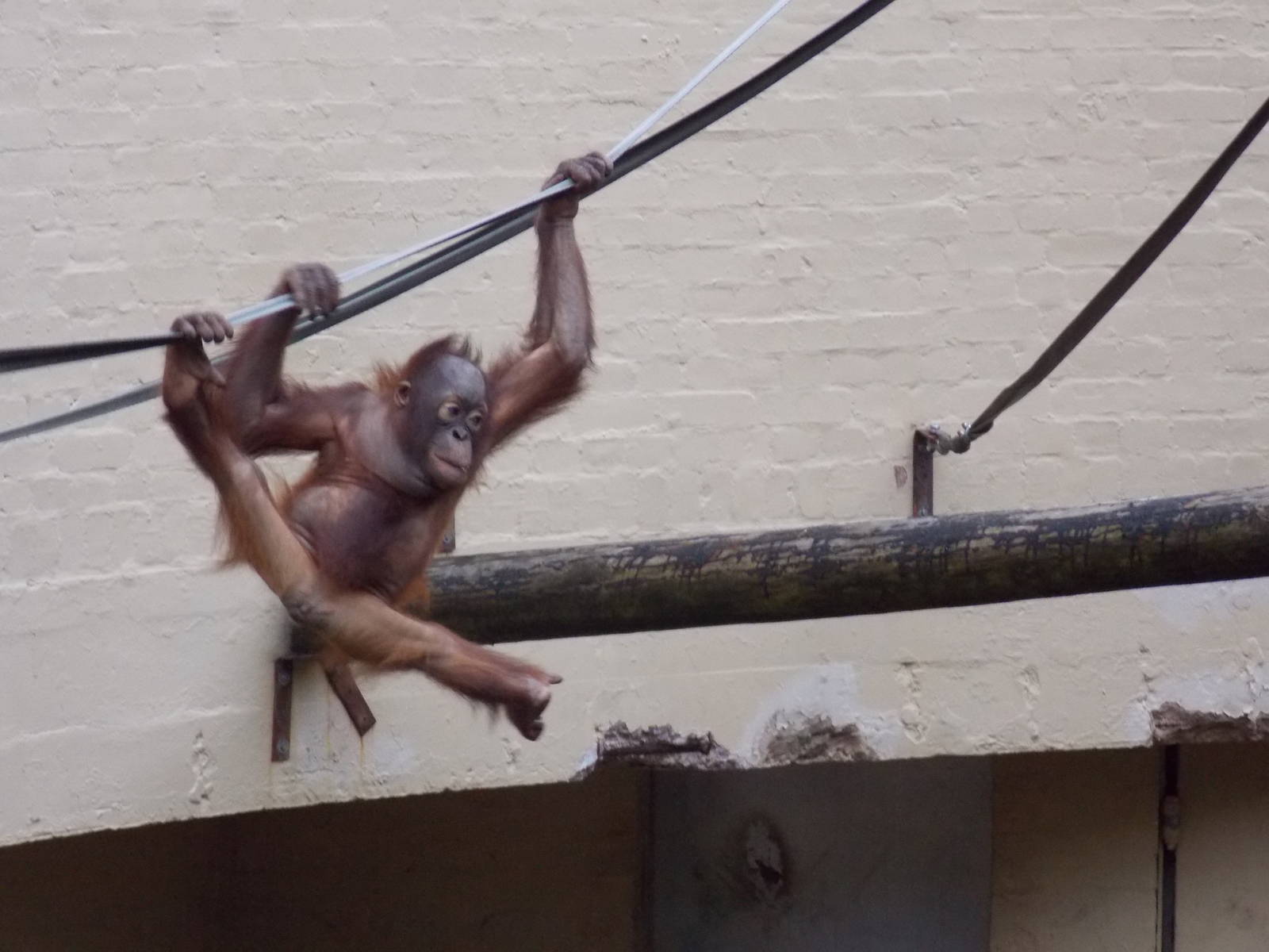 Bornean Orangutan