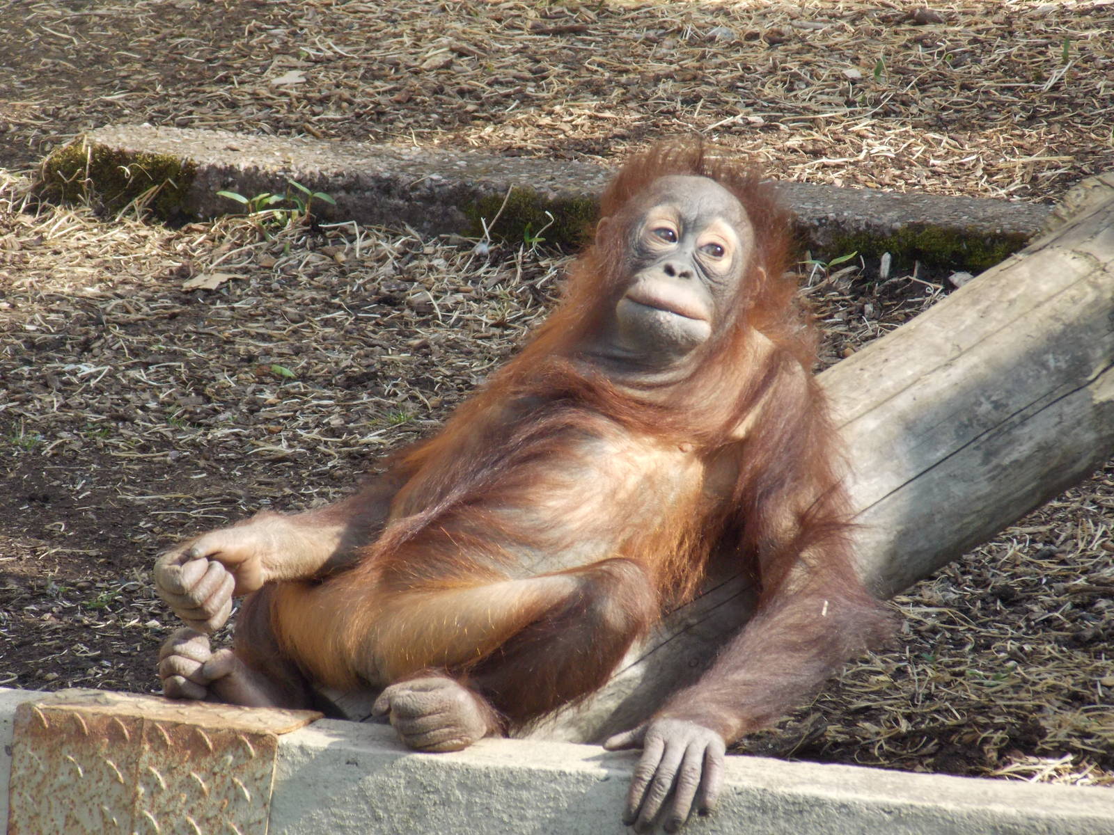 Bornean orangutan