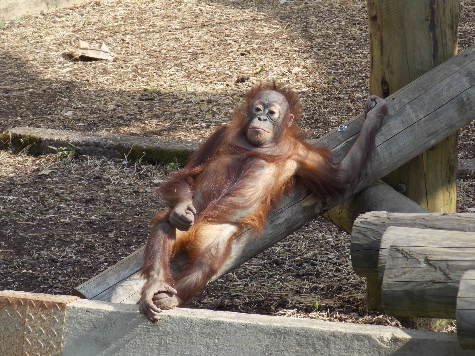 Bornean orangutan