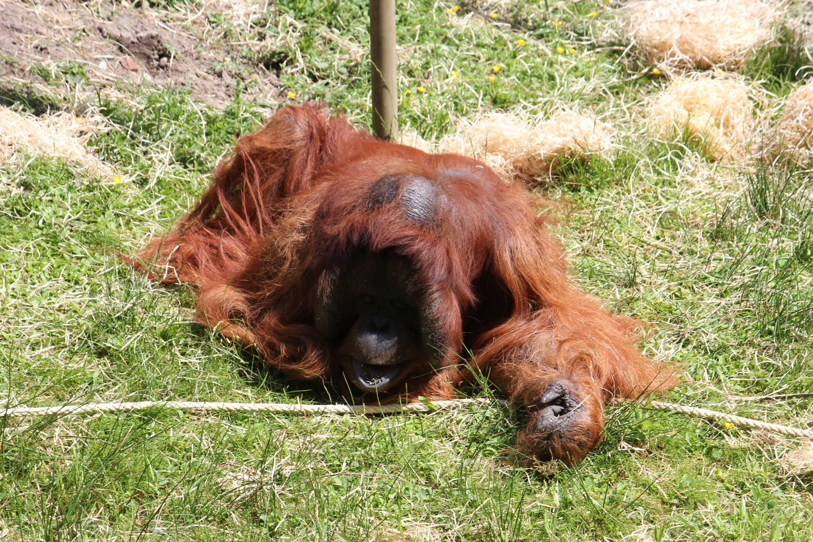 Bornean orangutan