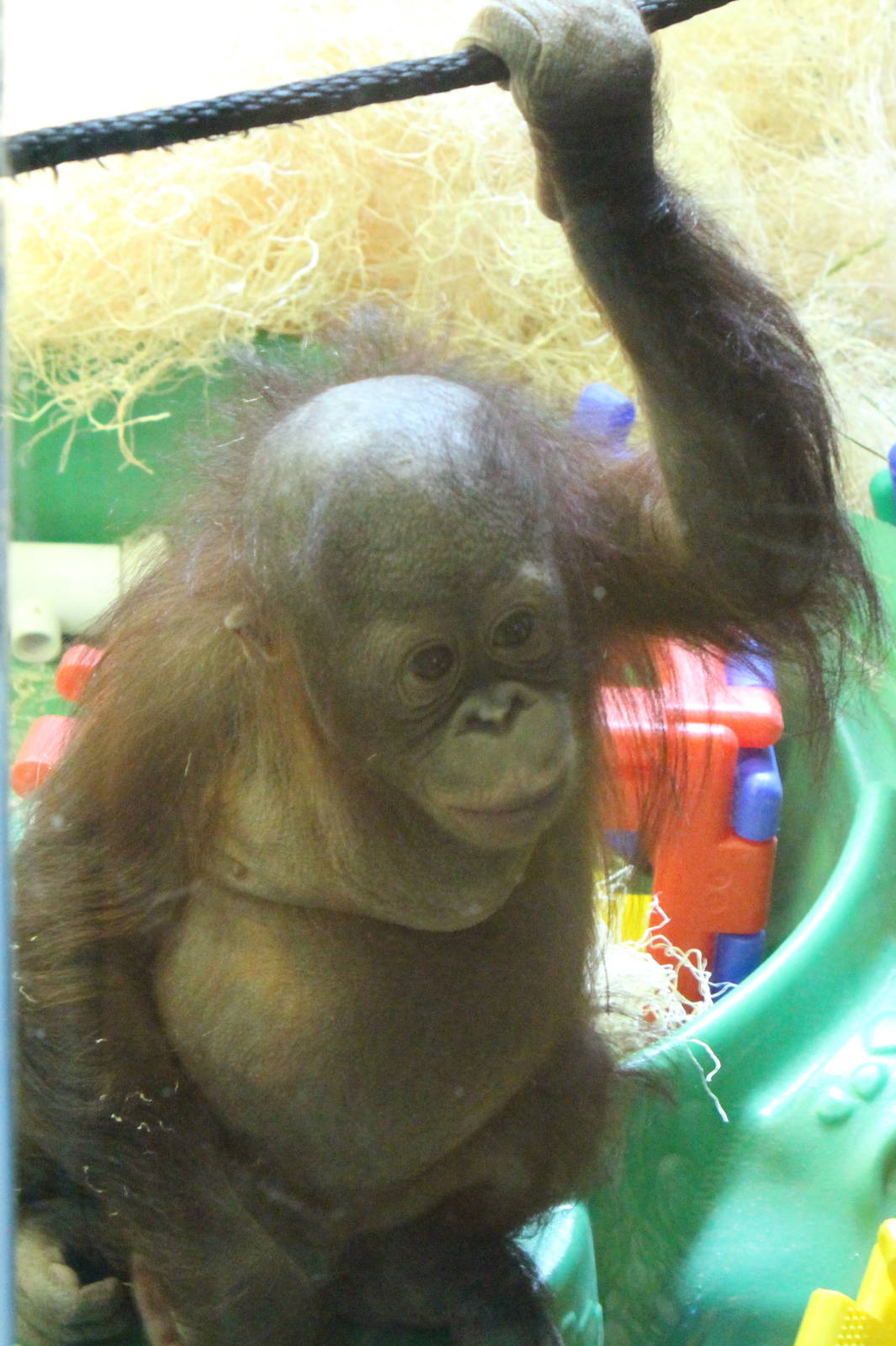 Bornean Orangutan