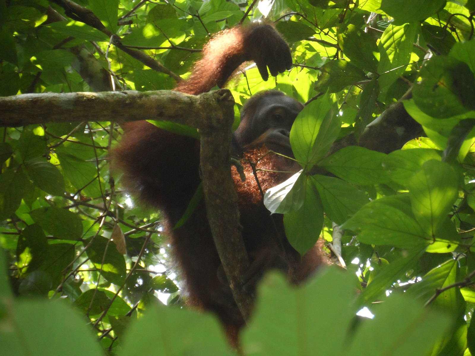 Bornean Orangutan