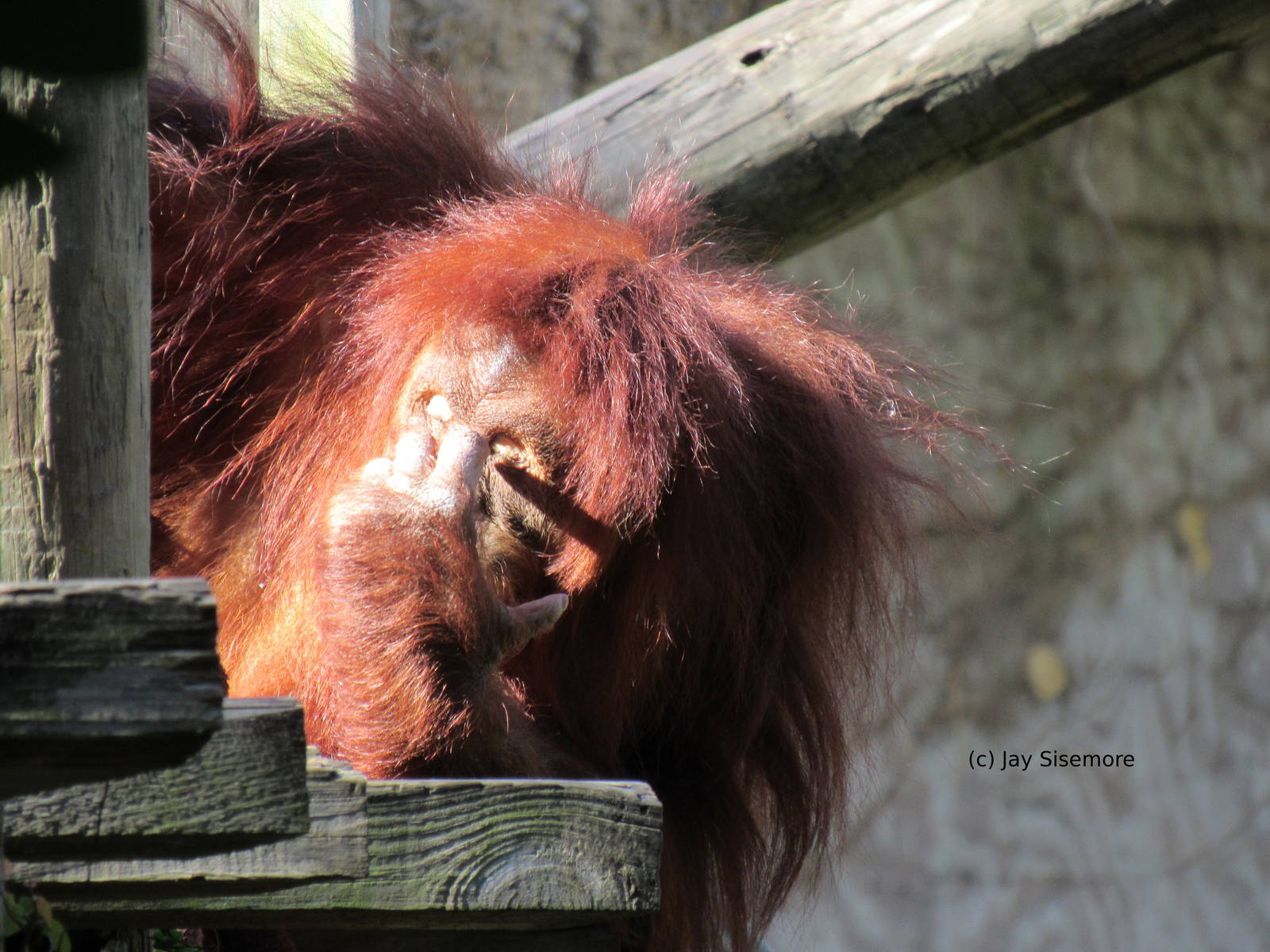 Bornean Orangutan