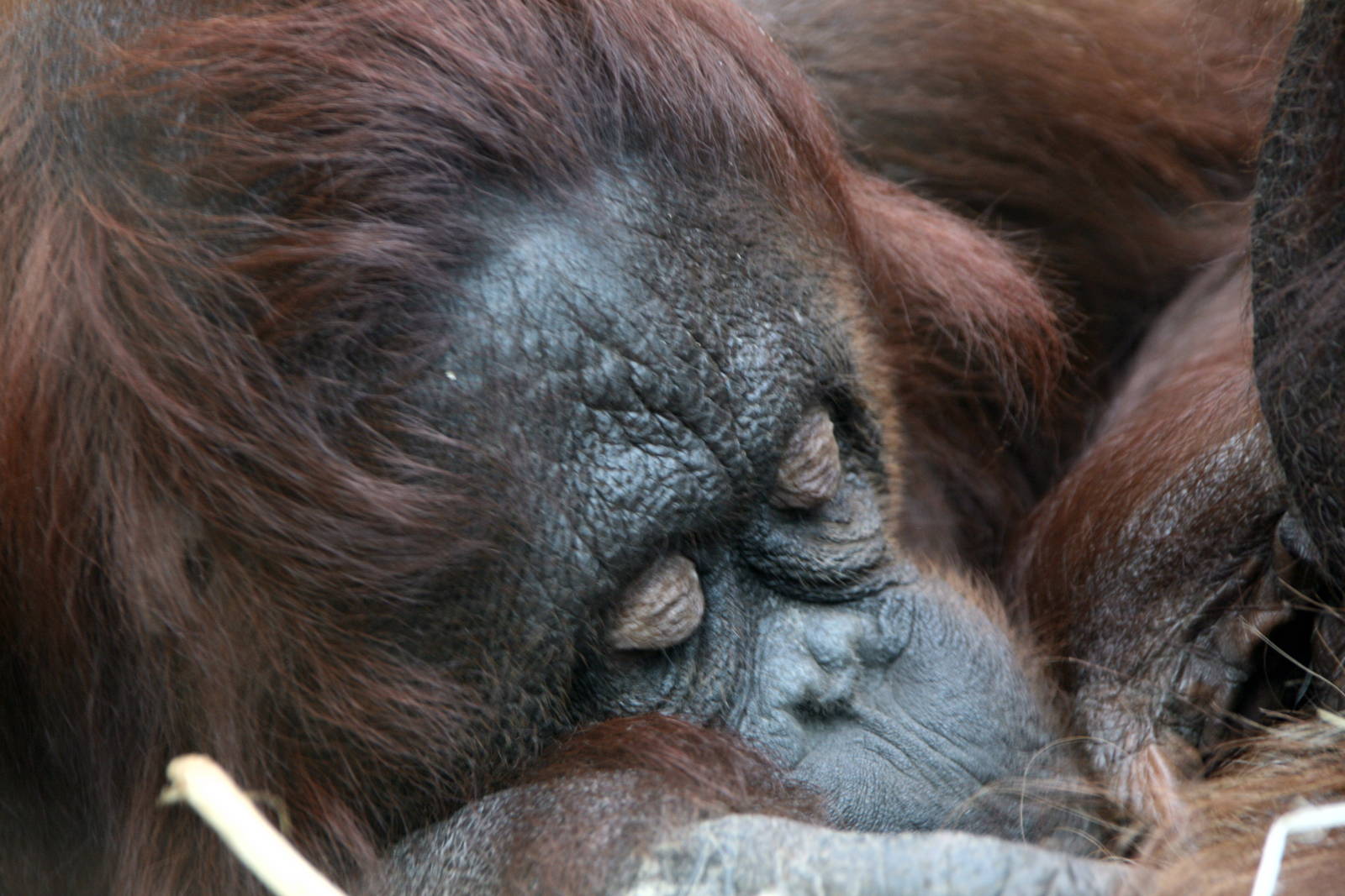 Bornean orangutan