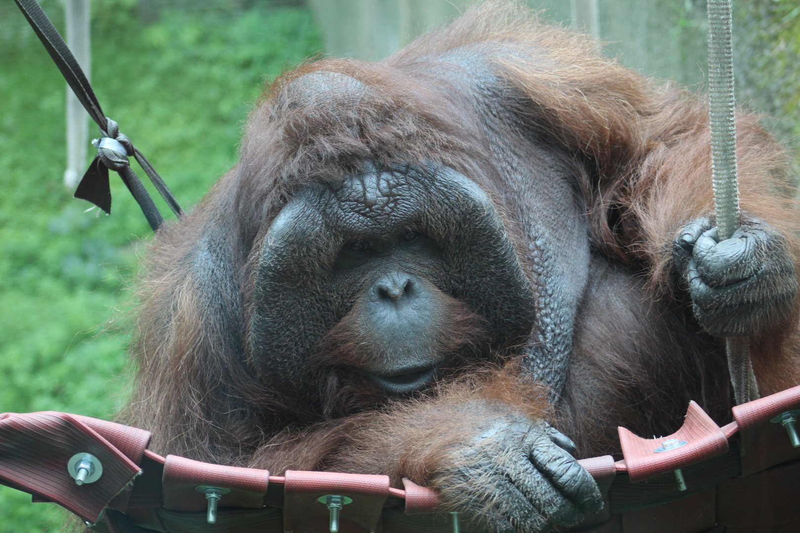 Bornean Orangutan
