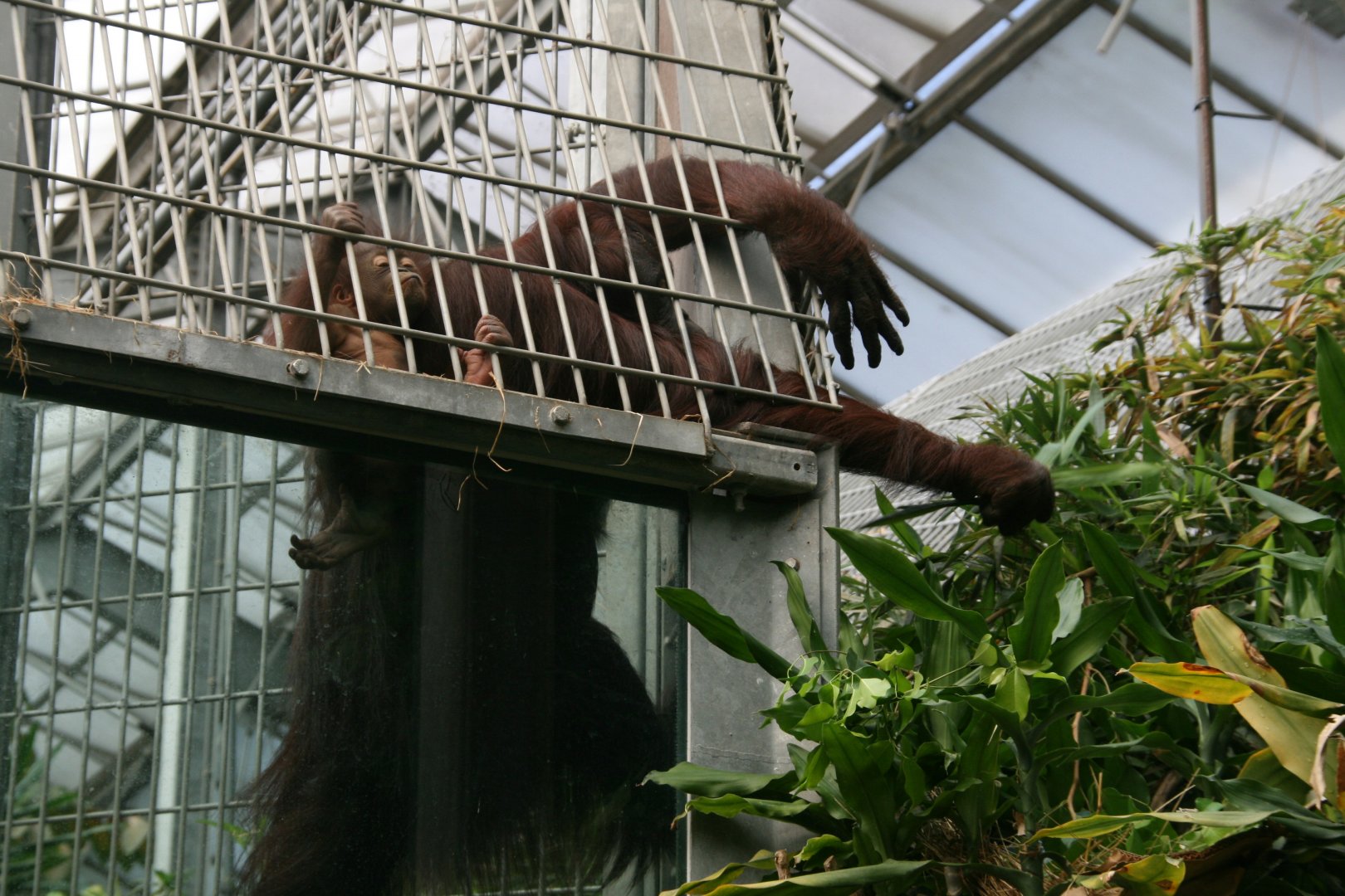 Bornean orangutan