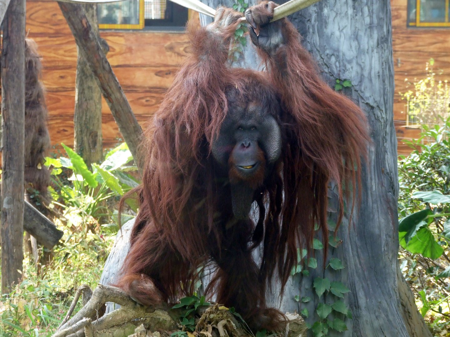 Bornean Orangutan