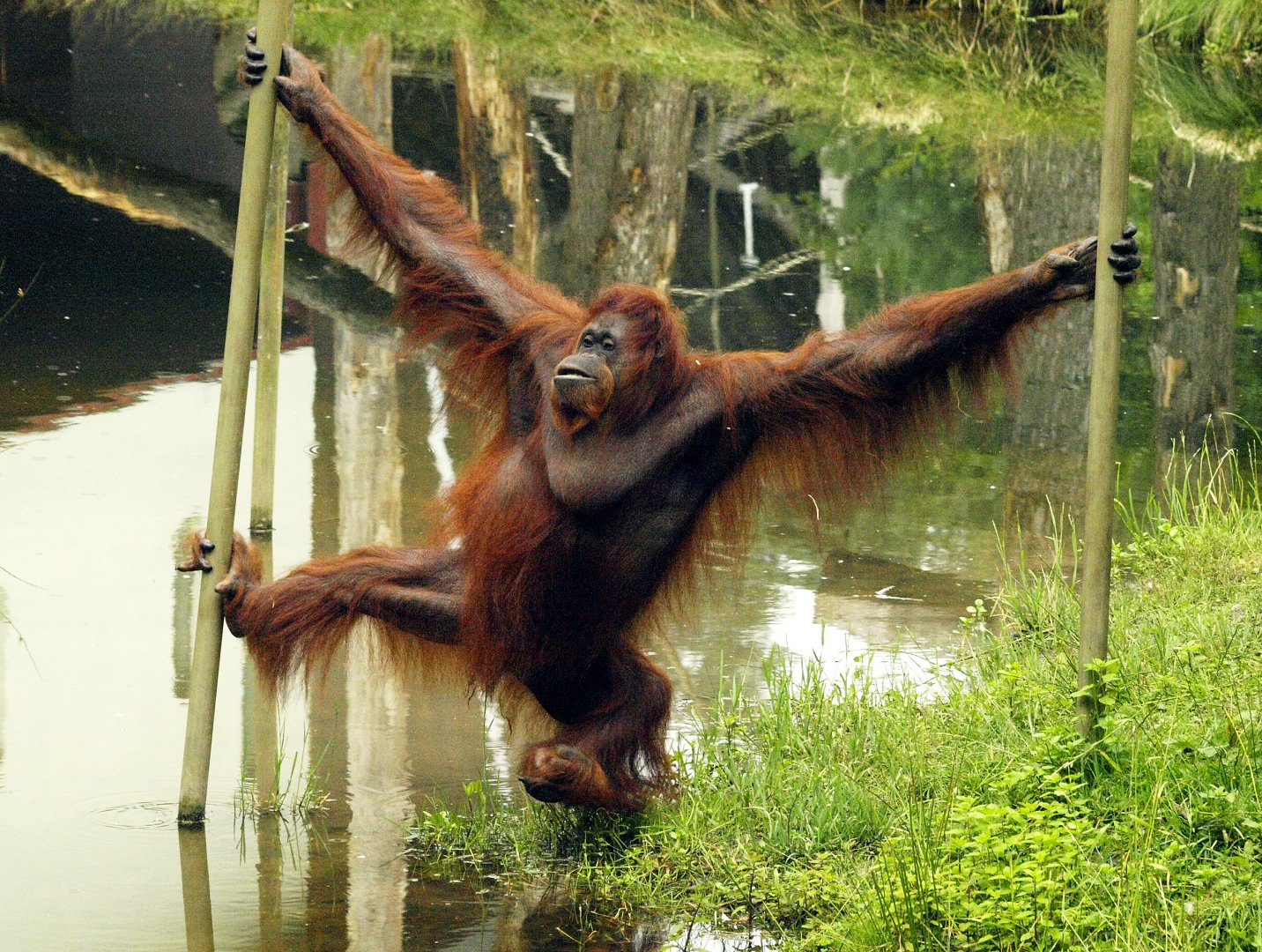 Bornean orangutan