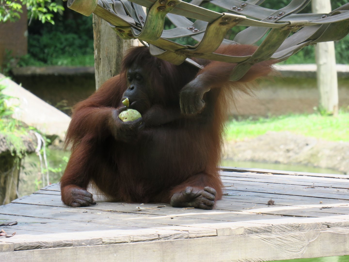 Bornean orangutan