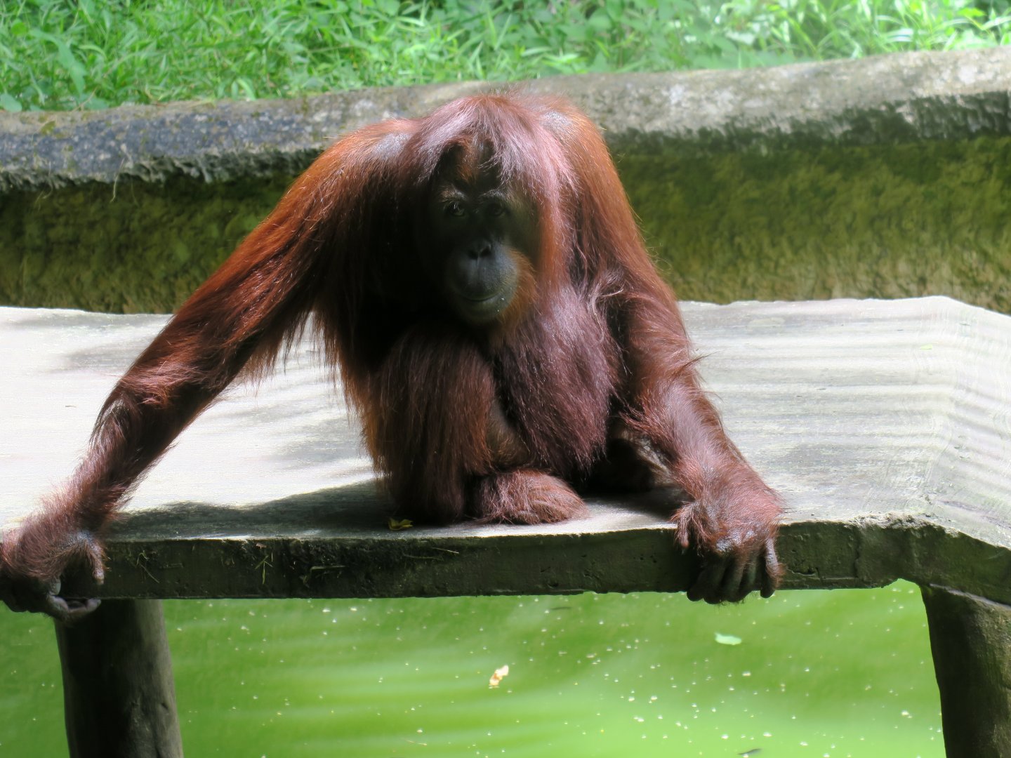 Bornean orangutan