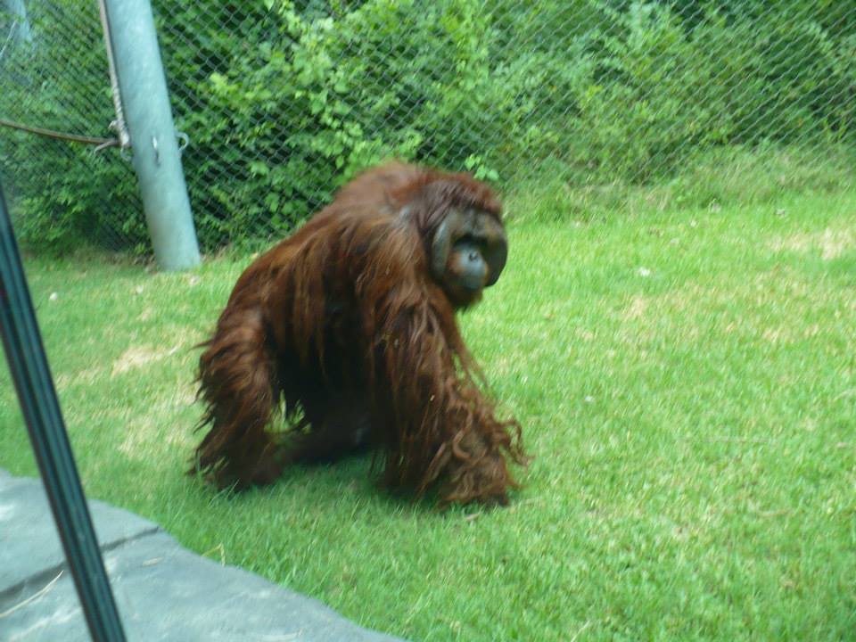 Bornean orangutan