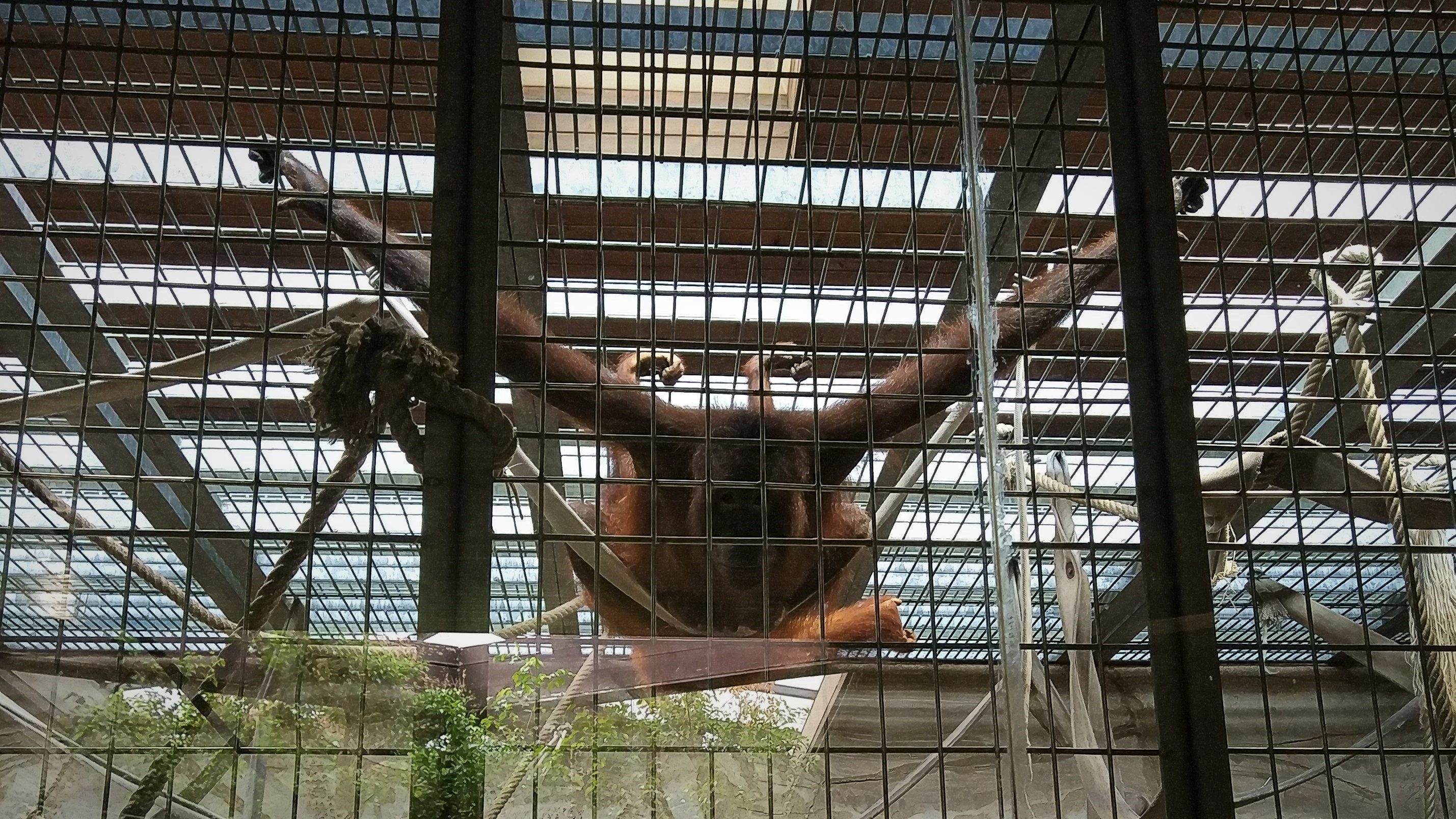 Bornean Orangutan