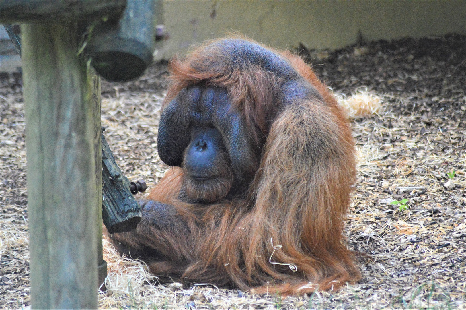 Bornean orangutan